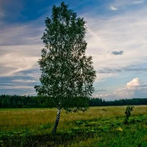 Во поле берёза стояла